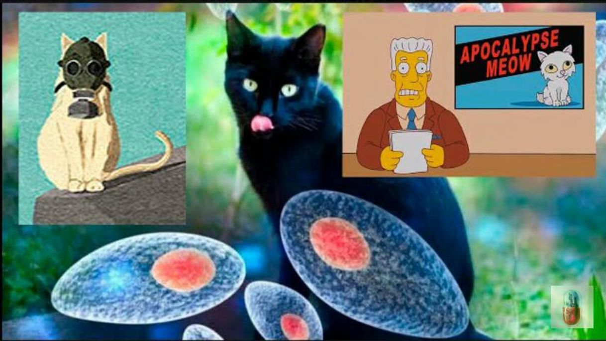 Social UN PARÁSITO QUE VIVE DENTRO DE LOS GATOS PODRÍA...