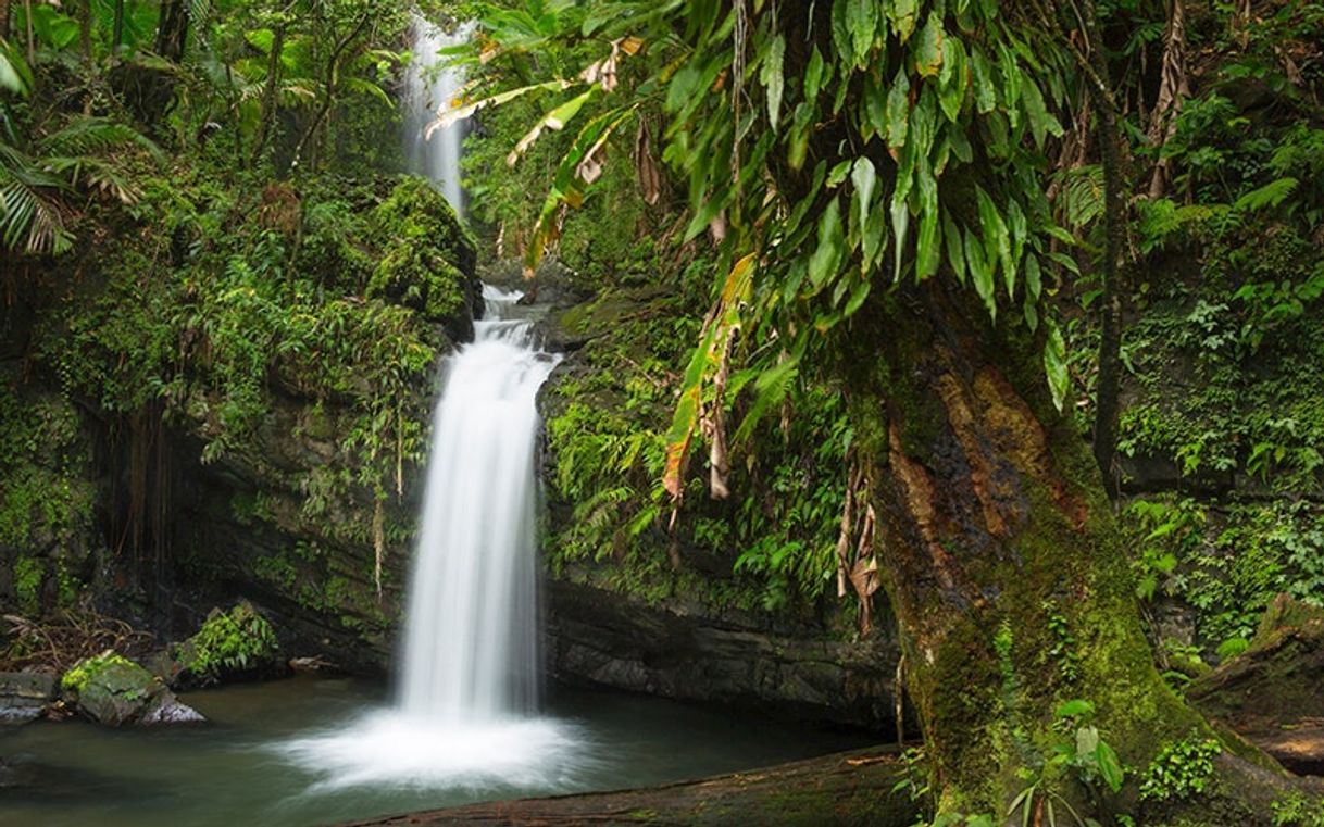 Place El Yunque National Forest