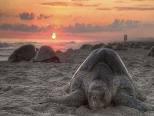 Playa La Flor - Nicaragua 