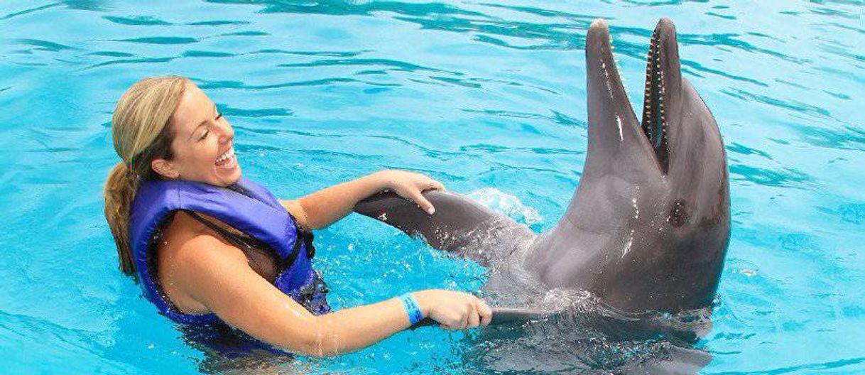 Moda Nadar con delfines, "Vallarta Adventures"