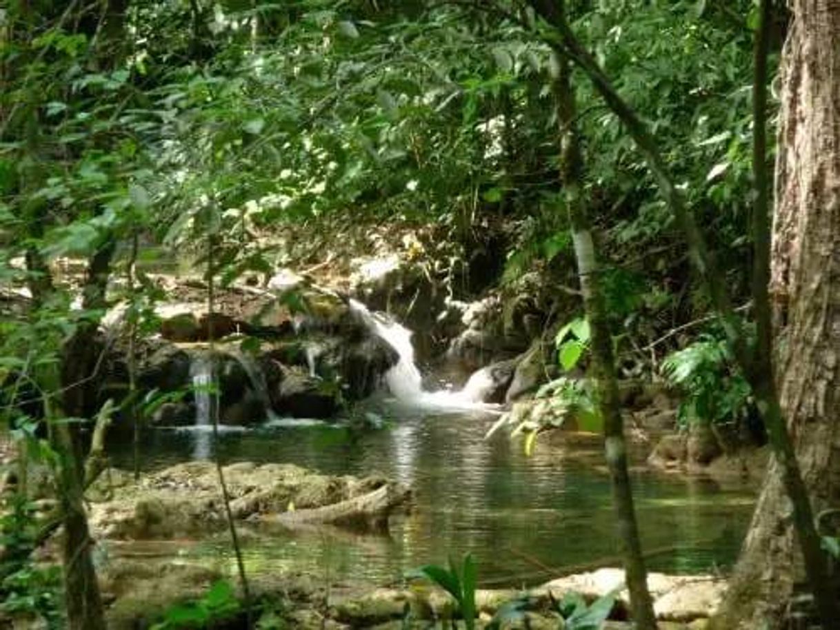 Lugar Selva La Candona