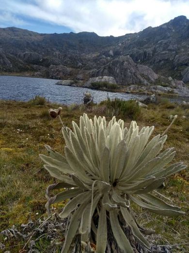 Paramo de Santurban