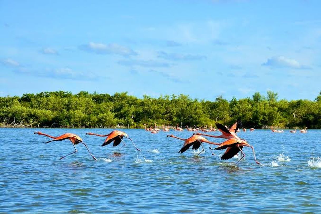 Lugar Río Lagartos