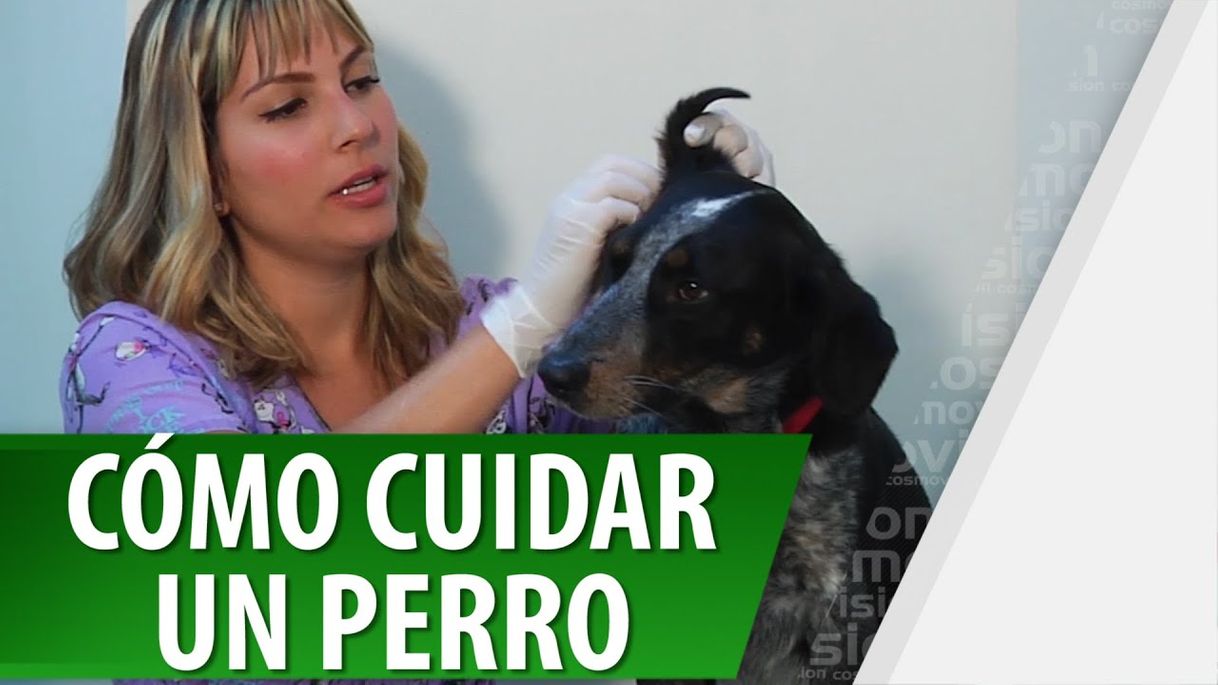 Fashion Como cuidar a tu perro / Consejos Veterinario - YouTube