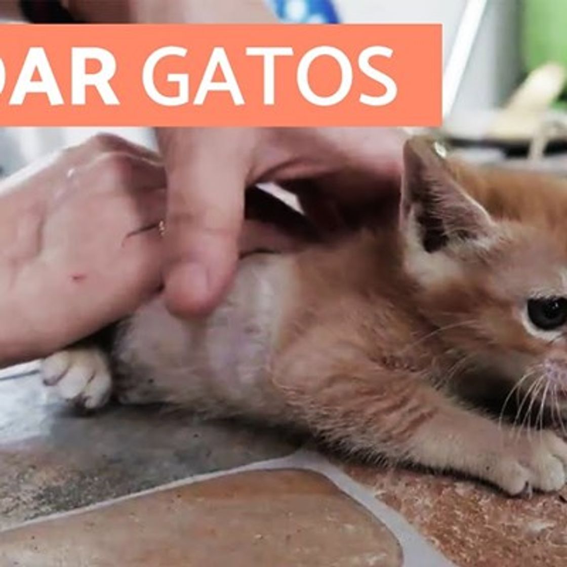 Fashion Hundeshop - Estás a punto de adoptar un gatito?? ... | Facebook