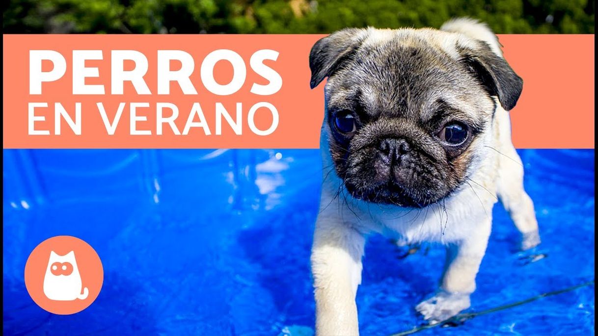 Fashion Cómo cuidar un perro en verano - 6 pasos - YouTube