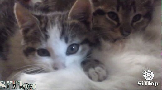 Hermosos Gatitos Bebes Tiernos - YouTube