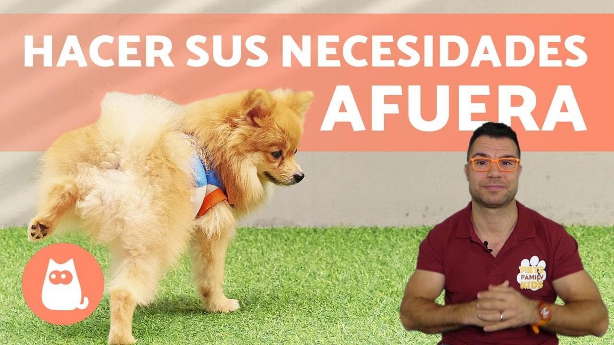 Moda ¿Cómo enseñar a un CACHORRO a hacer sus NECESIDADES en ...