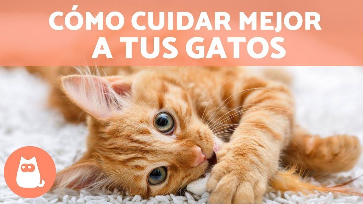 Fashion Consejos para cuidar mejor a tus gatos | Educador de Gats - YouTube