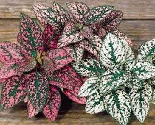 Planta hypoestes