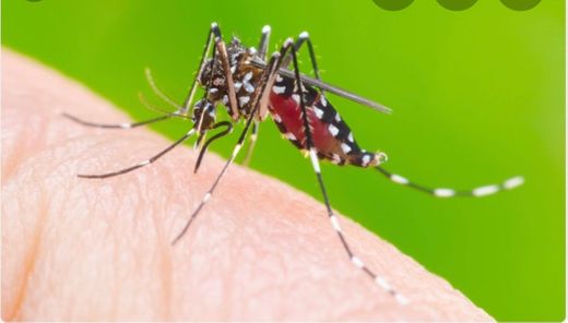Dengue: causas, sintomas, tratamento e prevenção
