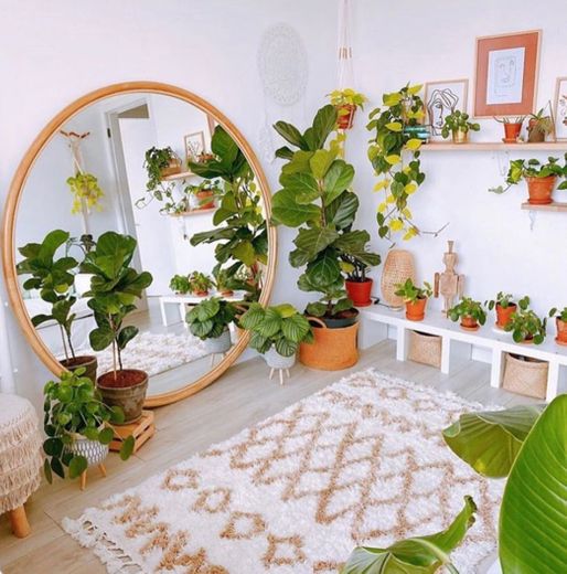 Espejos y plantas 🌳✔️