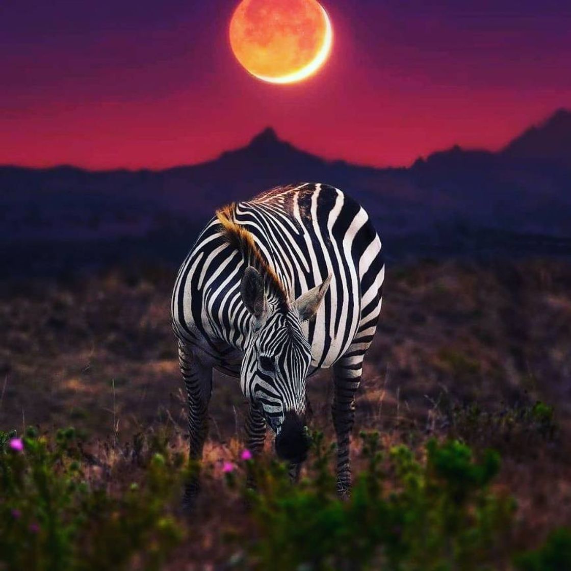 Social Zebra