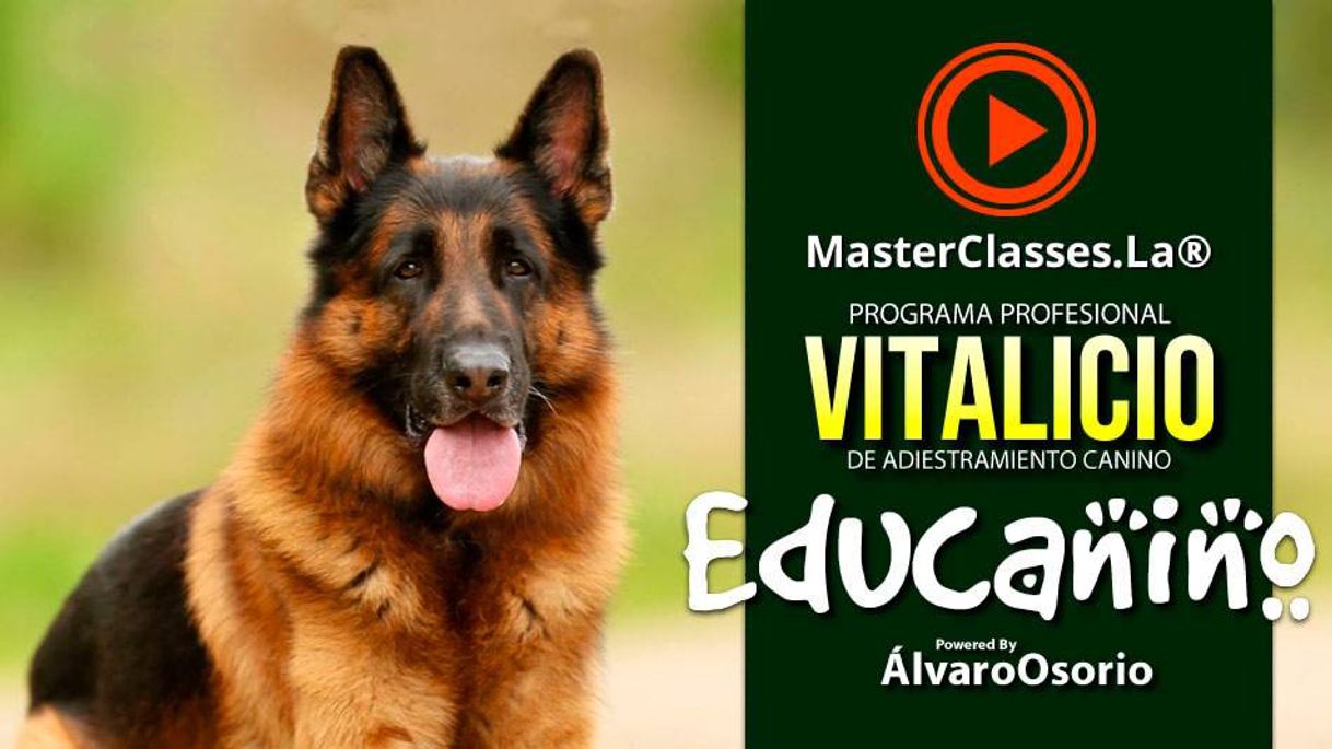 Moda Programa Profesional Vitalicio de adiestramiento canino