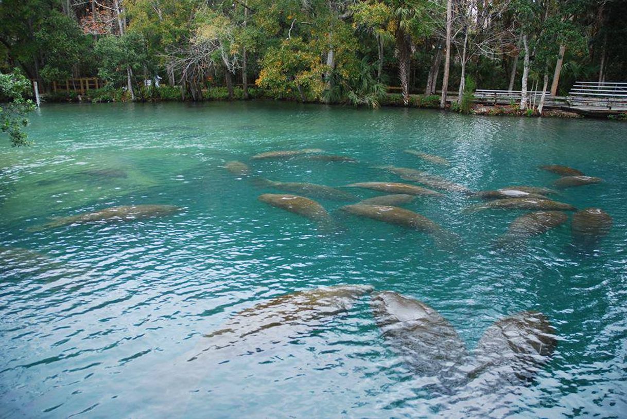 Places Homosassa Springs Wildlife State Park