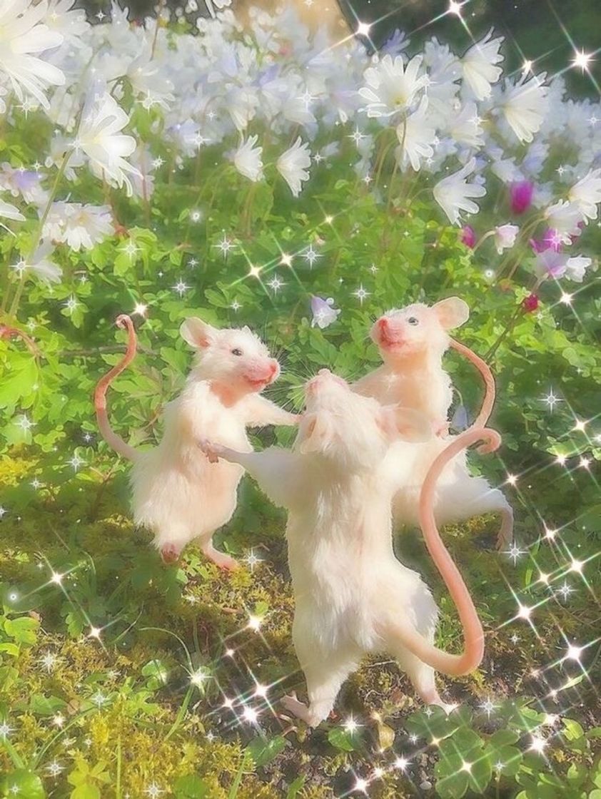 Social 🐁
