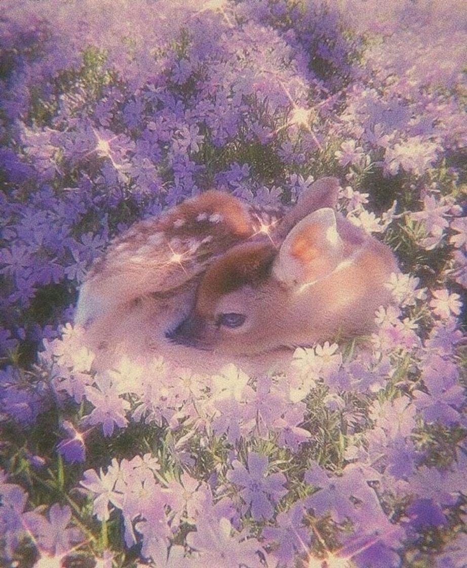 Social 🦌