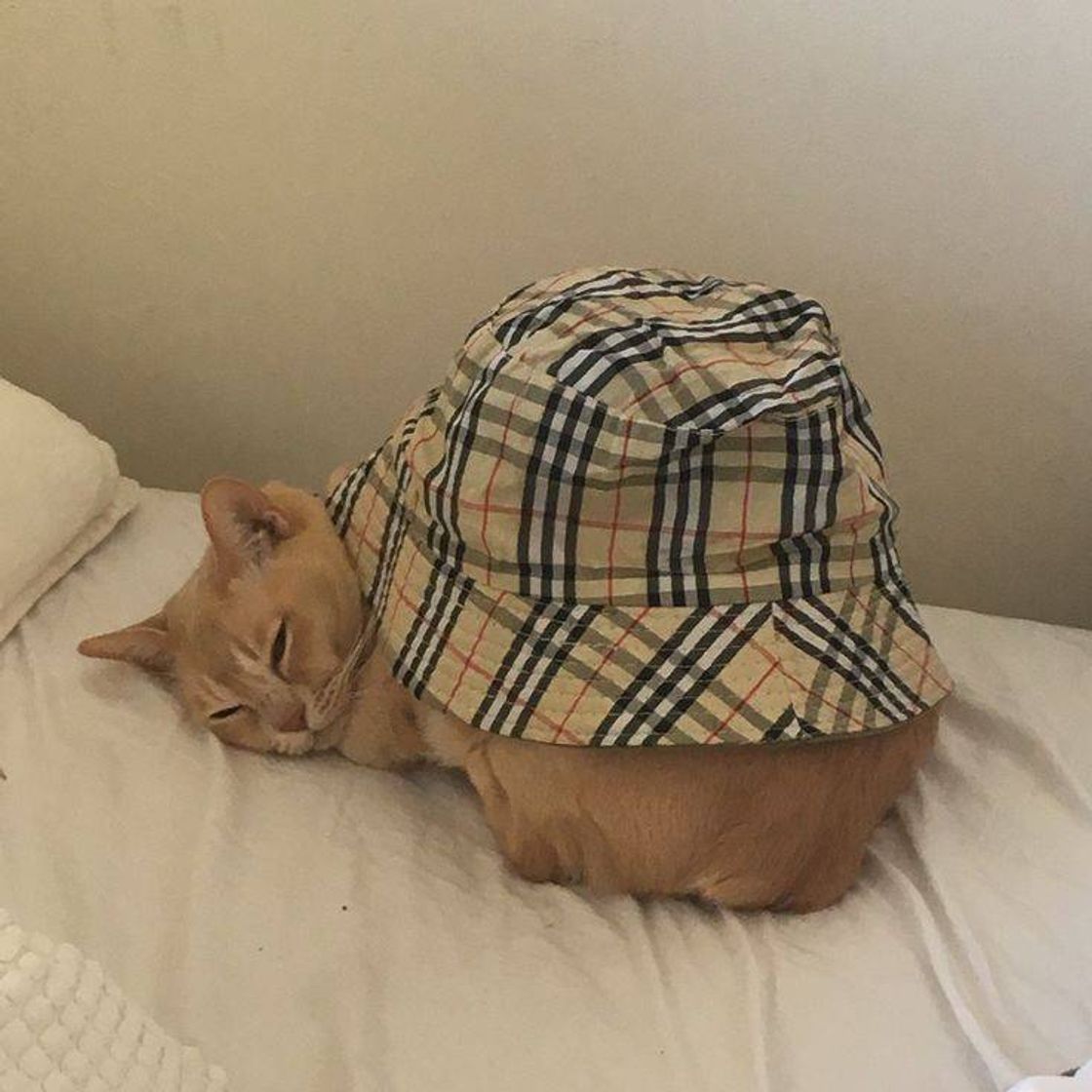 Social 🐱