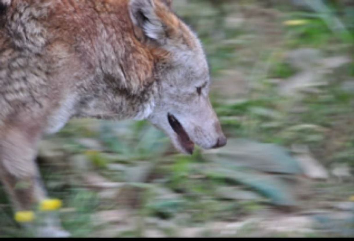 Zoológico Los Coyotes