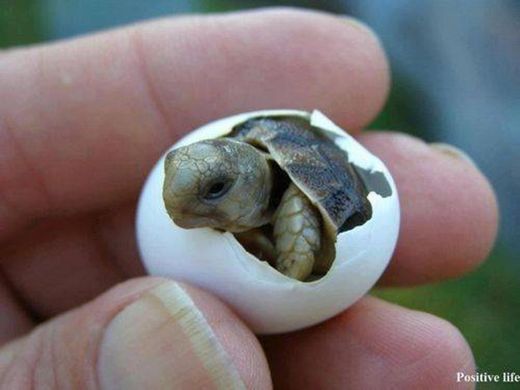 Um bebê tartaruga 