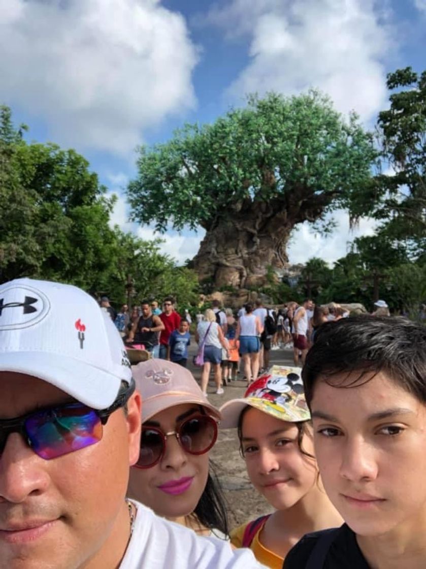 Lugar Animal Kingdom