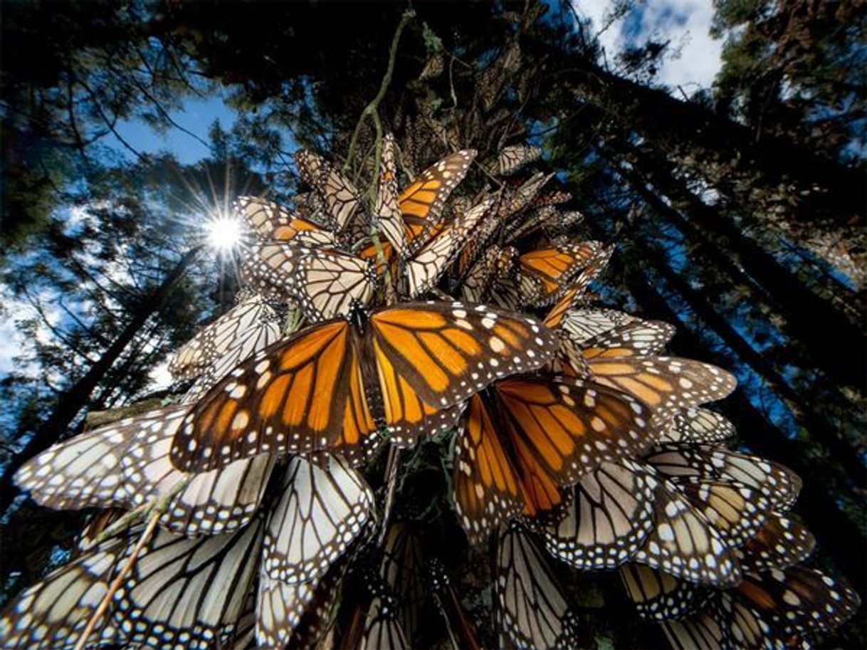 Place Santuario Mariposa Monarca