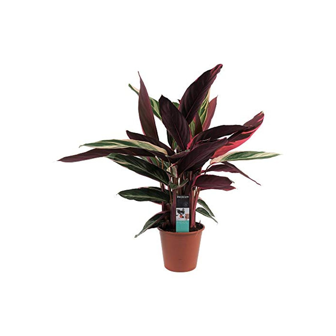 Producto Planta de interior – Calathea Stromanthe Triostar – Altura