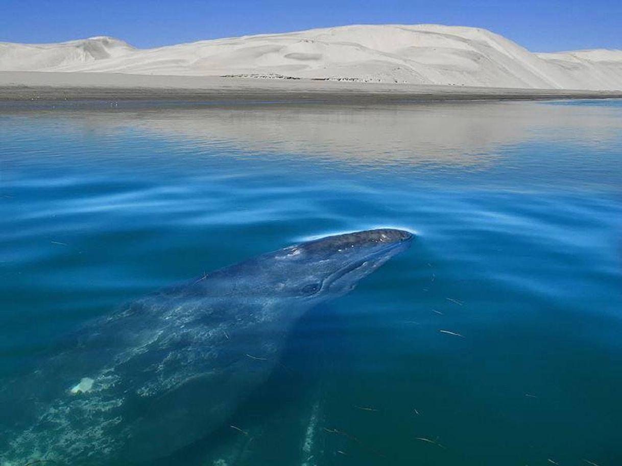 Lugar Laguna Ojo de Liebre