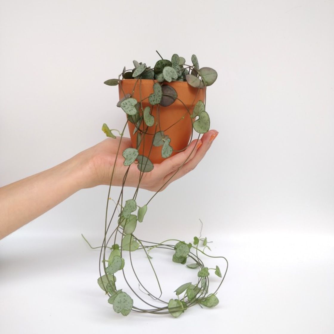 Producto Ceropegia Woodii– Miniplanta