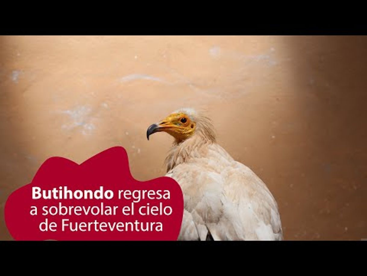Social Butihondo regresa a sobrevolar el cielo de Fuerteventura - YouTube