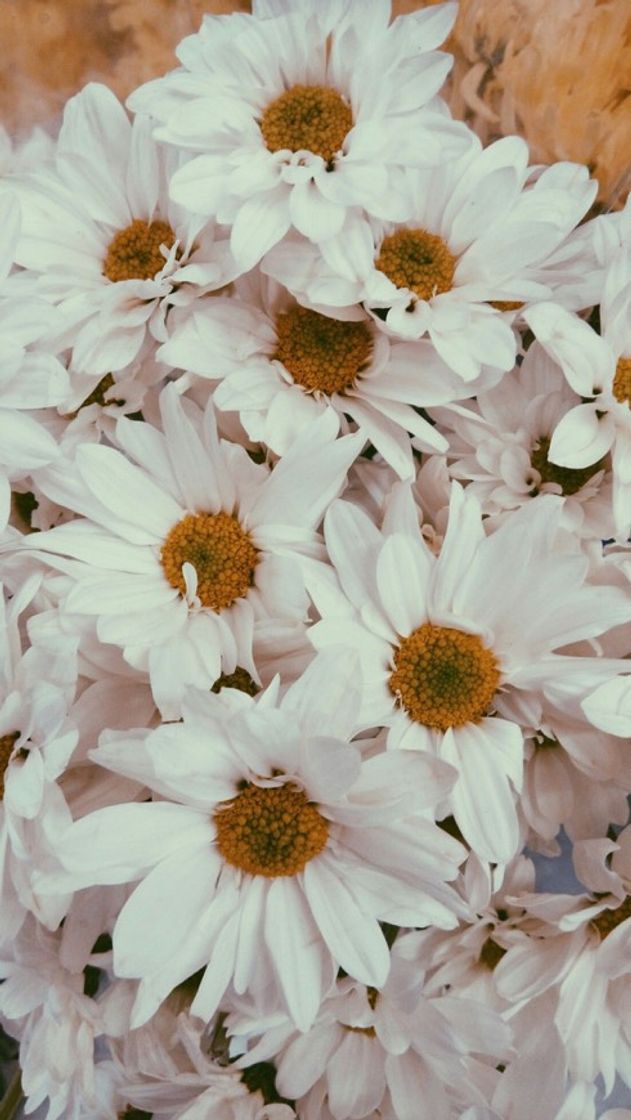 Social Fondo de pantalla vsco 