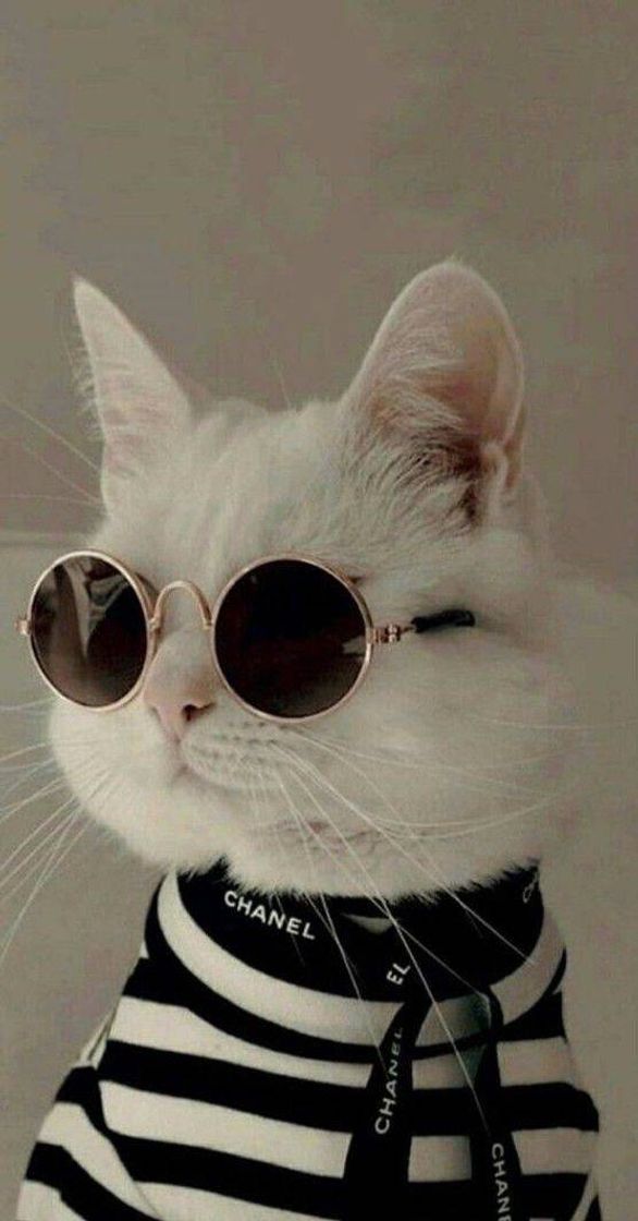 Fashion Cat🐱