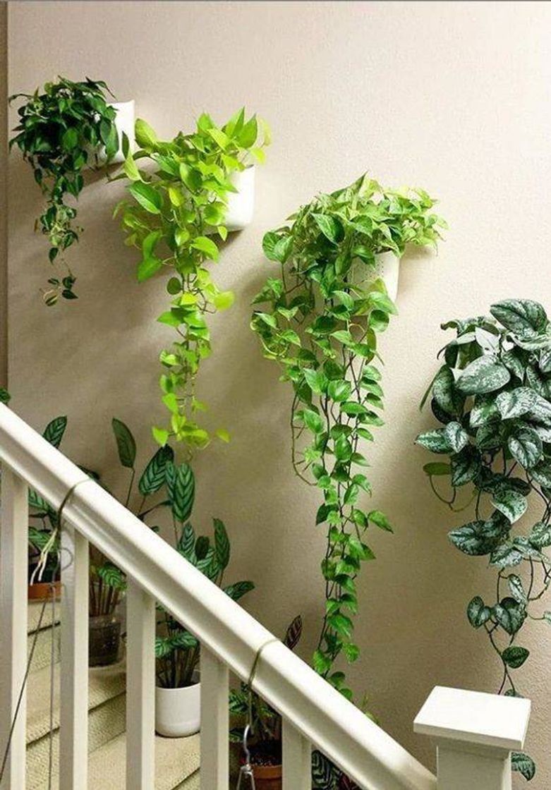 Fashion  decorando sua casa com plantas