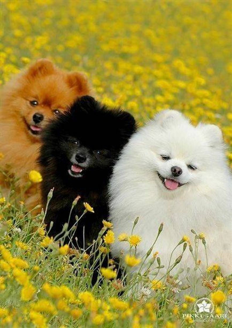 Social Dog