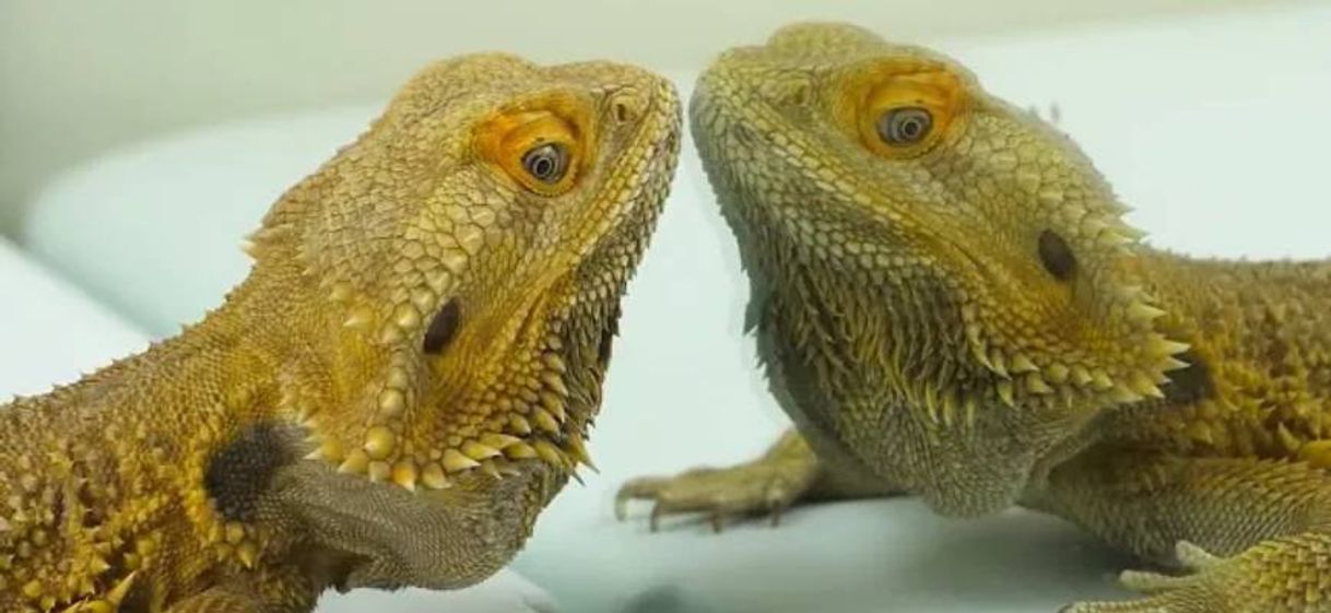 Social REPTILES VS. ESPEJO