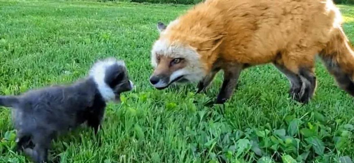 Social ZORRITO BEBÉ