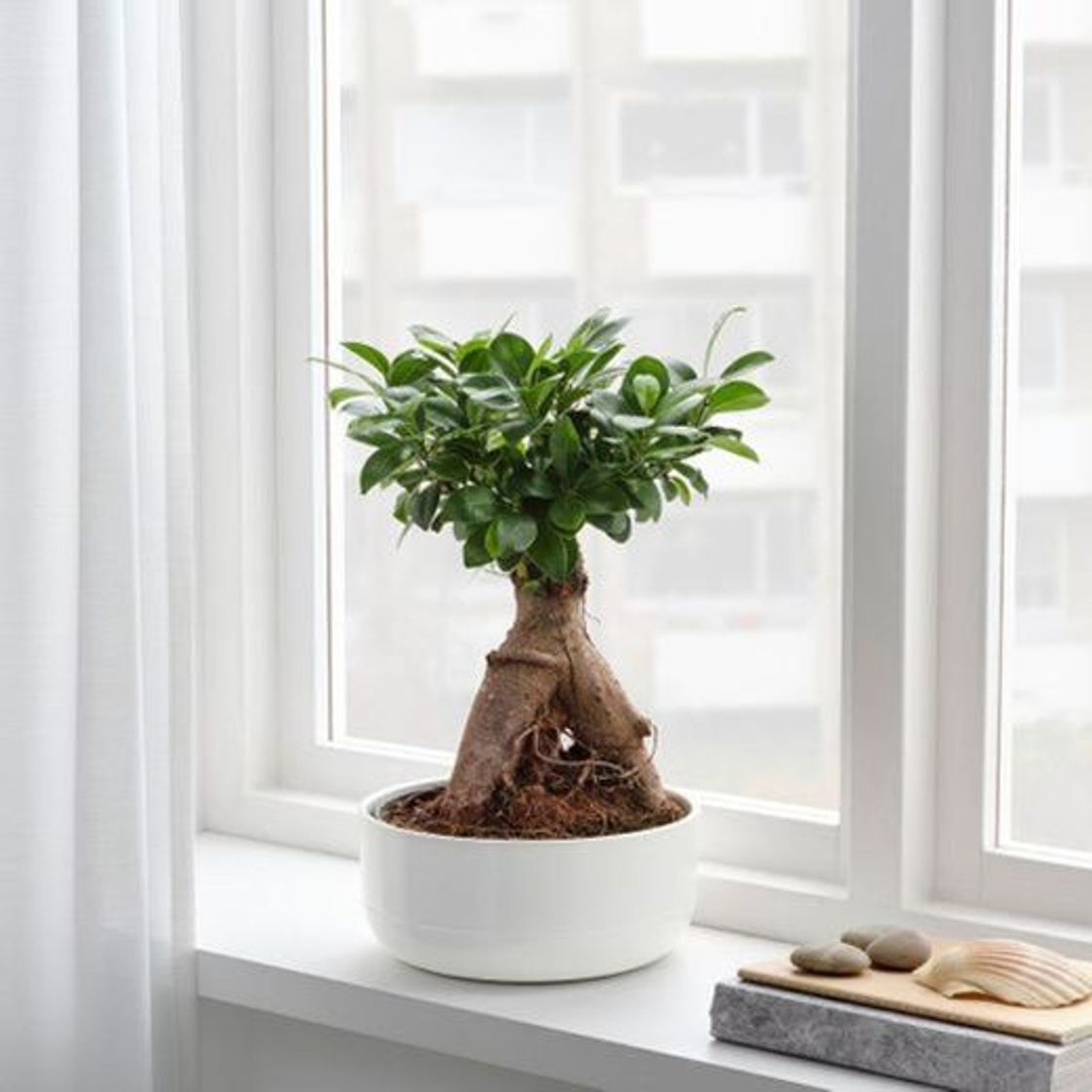 Producto Bonsai em vaso IKEA 