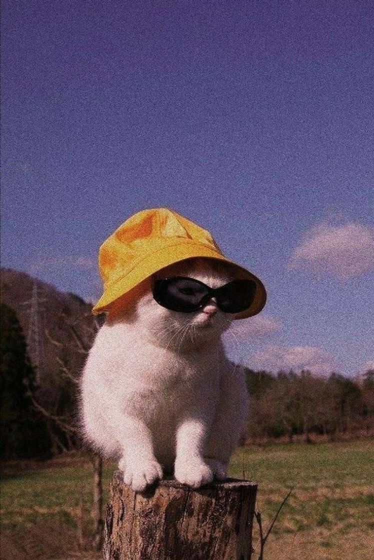 Moda aesthetic cat