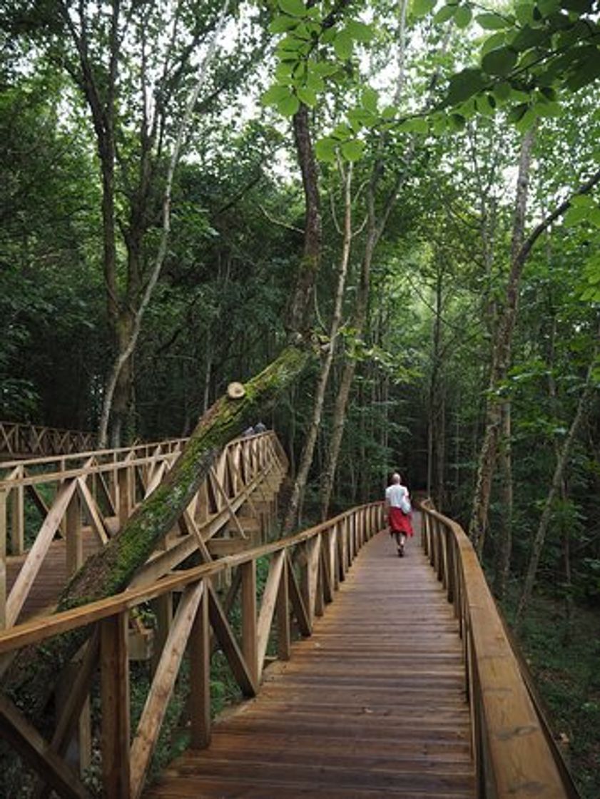 Lugar Monumento Natural de las Secuoyas del Monte Cabezón