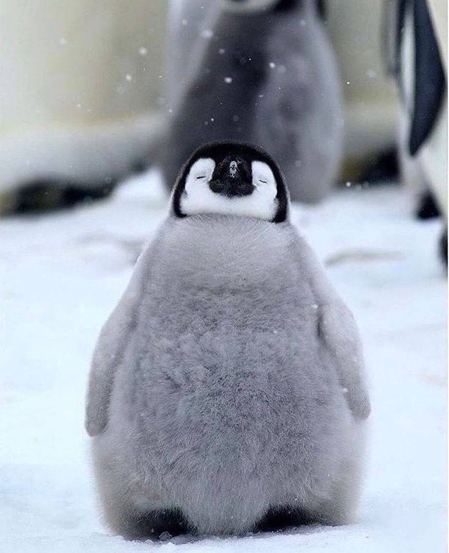 Fashion Pinguim 