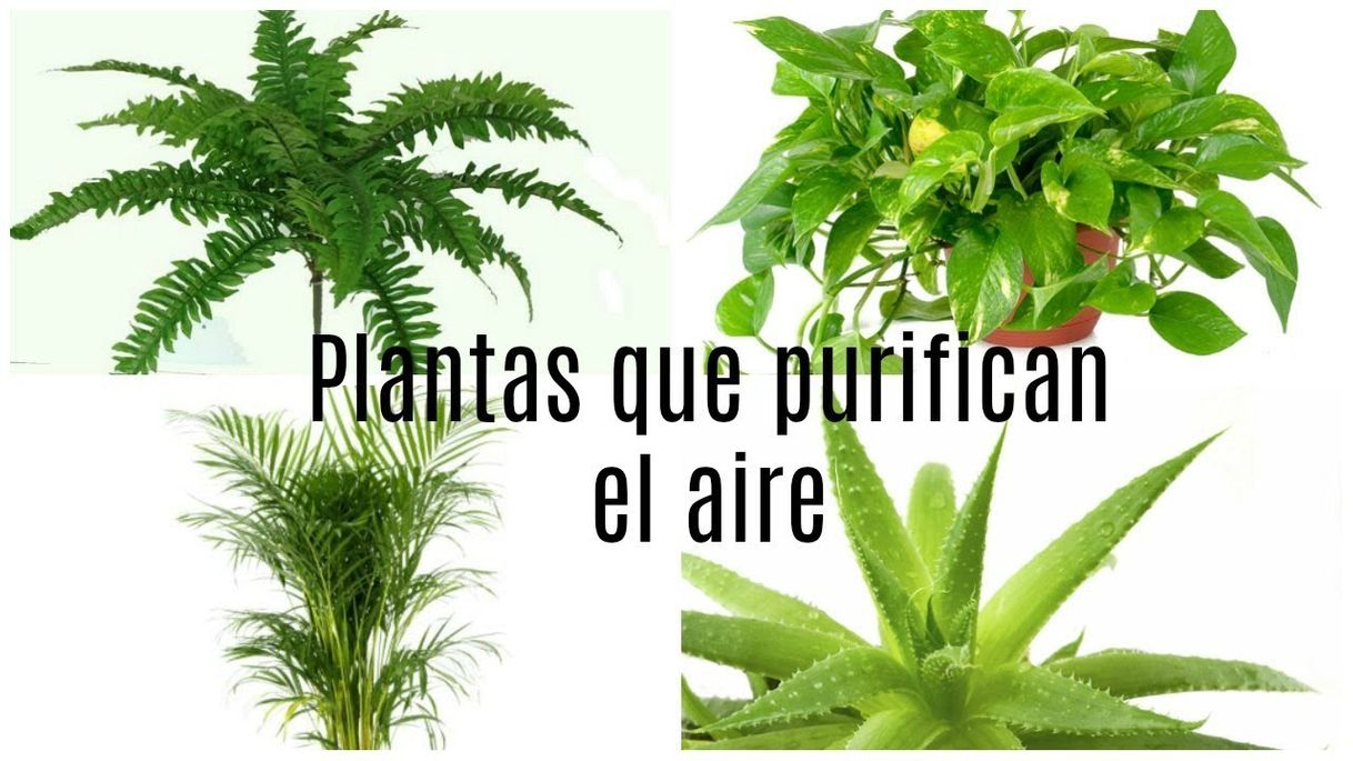 Fashion Plantas que más purifican el aire de la casa🌱🌱