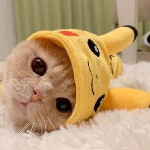 Gatinho pokemon