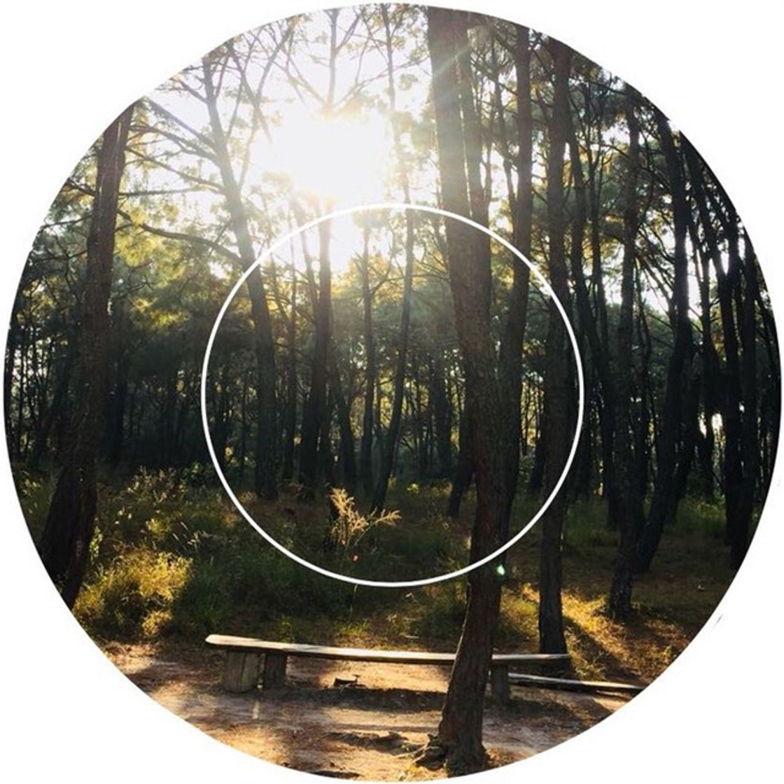 Music Natural (Radio Edit)