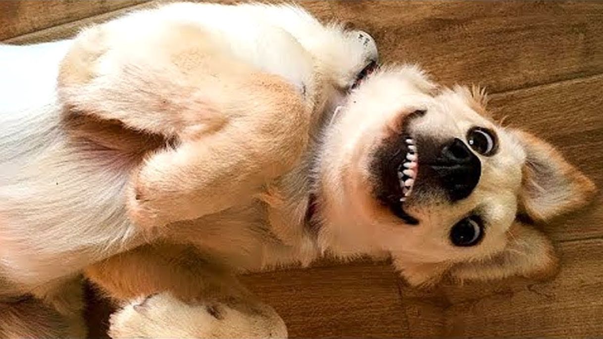 Social Videos divertidos de perritos/animales 🤣
