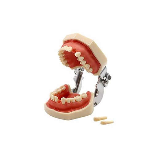 Modelo Dental De Tipodonto De Dientes Estándar con 28 Dientes Y Goma Blanda para La Demostración De La Práctica Docente