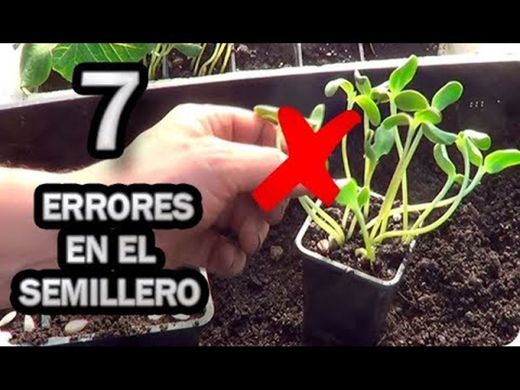 Cómo hacer tu huertico🌱🌹🌼