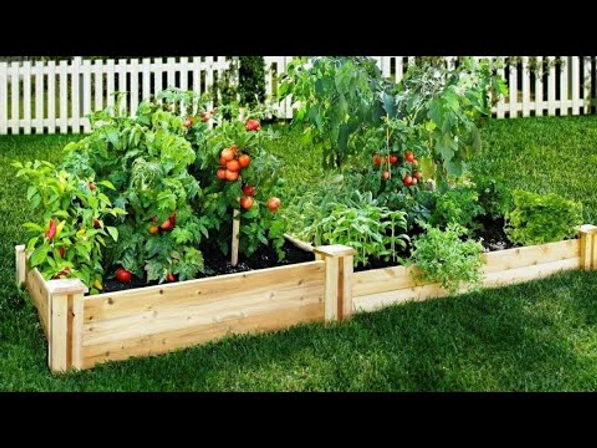 Fashion Mi huerto de vegetales en casa - YouTube