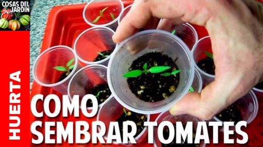 Como Sembrar Tomate desde Semilla - YouTube