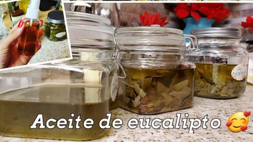 Como hacer aceite de eucalipto - YouTube