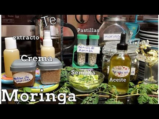 Como hacer aceite de moringa/te/crema/pastillas usos y propiedades